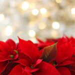 poinsettia, christmas, christmas background-3024434.jpg