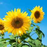 sunflower, kim-po, festival-2804712.jpg