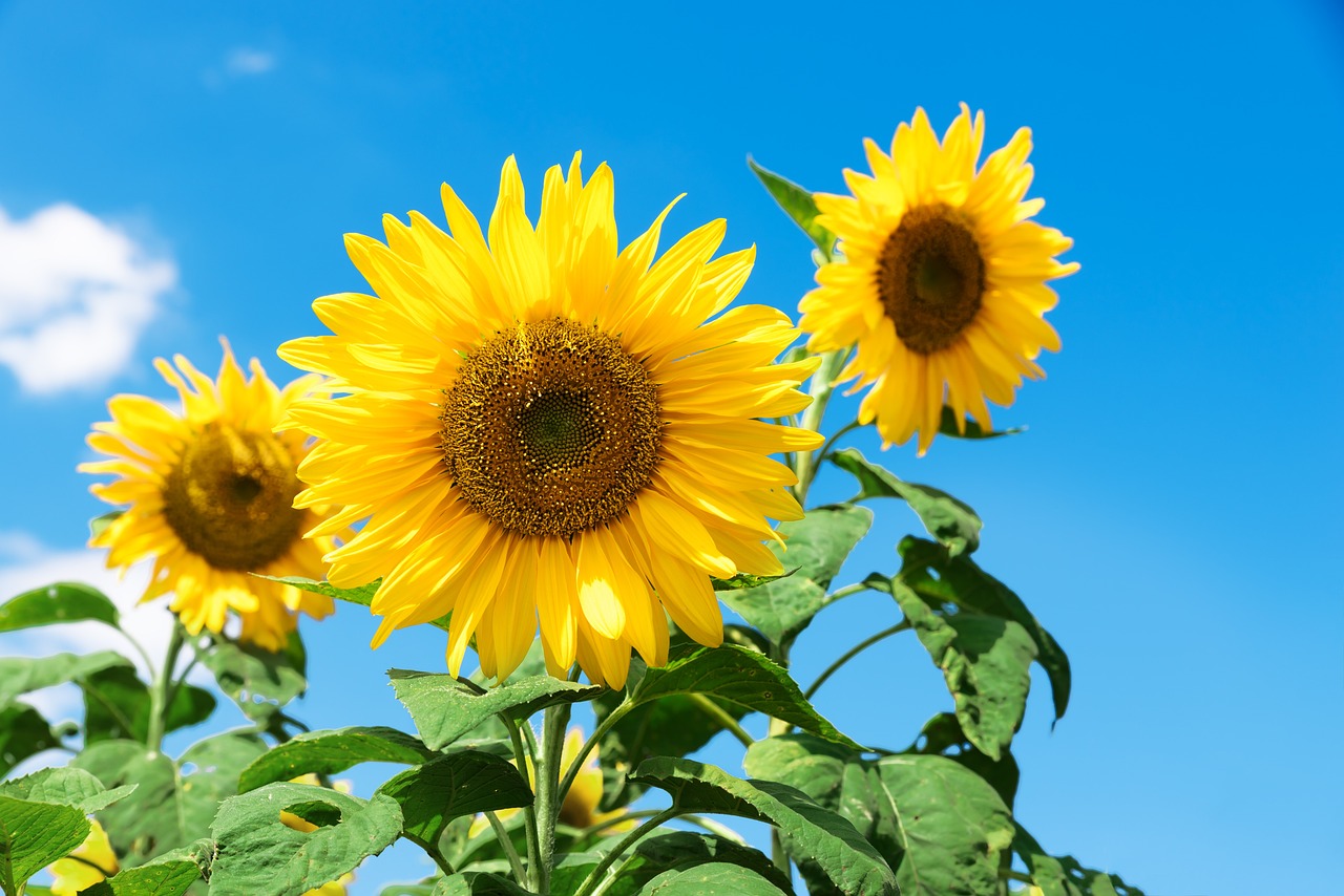 sunflower, kim-po, festival-2804712.jpg